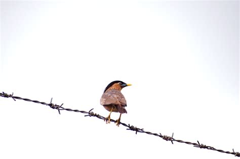 Common Myna Bird Perched - Free photo on Pixabay - Pixabay