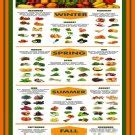 Guide To Buying Fruits And Vegetables In Season Chart X Cm