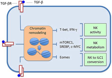 Frontiers Nk Cell Function Regulation By Tgf β Induced Epigenetic