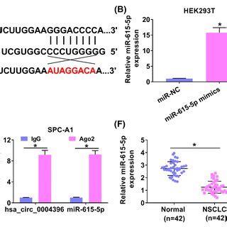 Expression Of Hsa Circ 0004396 Was Upregulated In NSCLC A And B