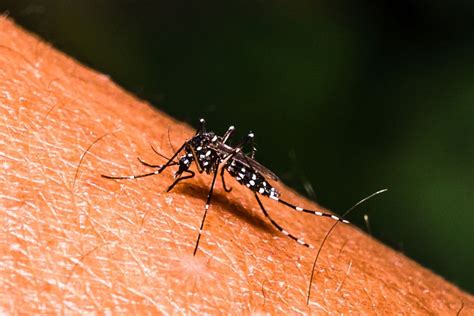 Primo Casa Di Febbre Dengue Autoctona In Lombardia L Uomo Contagiato