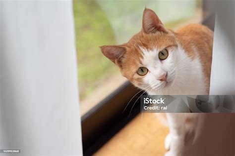 staring cat stock photo  image  ginger cat white color