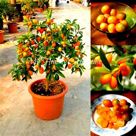 20pcs Fruit seeds Beautiful Miniature Kumquat seeds Fruit Bonsai Tree ...