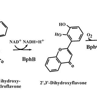 Proposed Pathway For The Production Of 4 Oxo 2 Chromene Carboxylic Acid