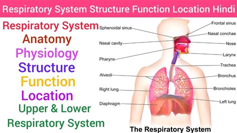 Respiratory System Anatomy Physiology Structure Function Hindi