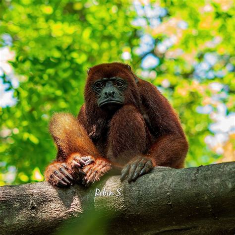 Colombian Red Howler Monkey From Cartagena Cartagena Province Bolivar