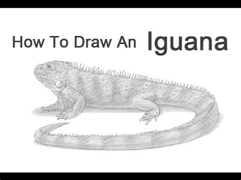 How To Draw An Iguana Youtube