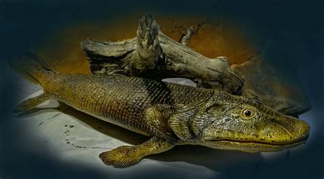 Tiktaalik Roseae On Behance