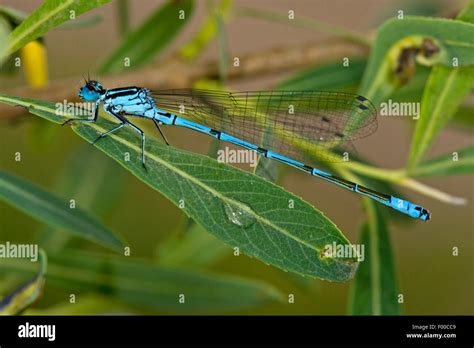 Common Coenagrion Azure Damselfly Coenagrion Puella Male Germany