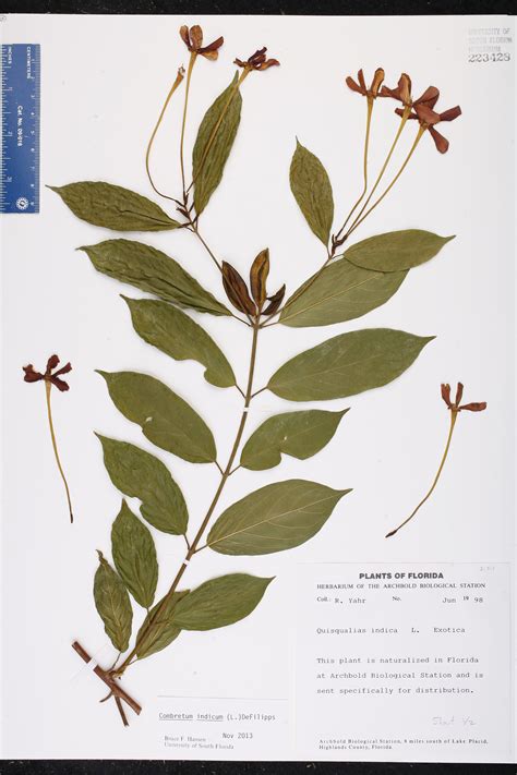 Herbarium Specimen Details Isb Atlas Of Florida Plants