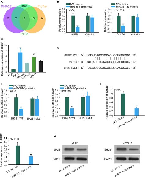 BBOX1AS1 Contributes To Colorectal Cancer Progression By Sponging Hsa