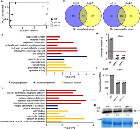 Comparative Transcriptomics Of Dph1 Mutants And Wild Type Plants A