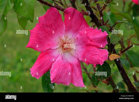 Rosa Laevigata Hi Res Stock Photography And Images Alamy