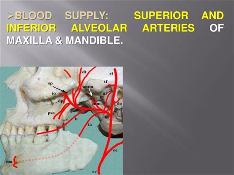 Alveolar Process Of Maxilla