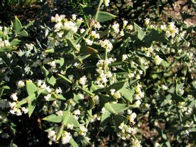 Colletia Cruciata Colletia En Forme De Croix P Pini Res Quissac