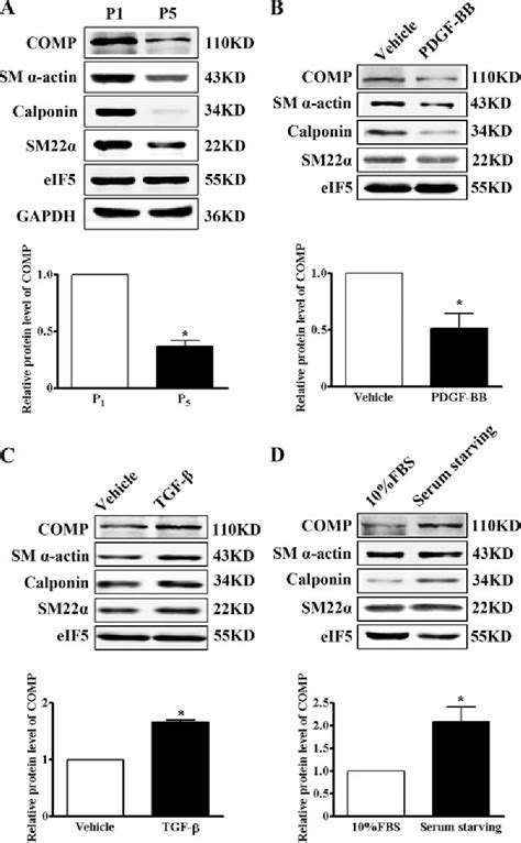 Pdf Cartilage Oligomeric Matrix Protein Maintains The Contractile