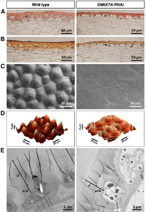 Epidermal Cell Patterning And Cuticle Deposition In Fruit Surface Of