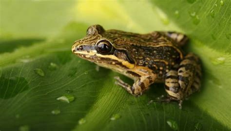 Coqui | Animal species, Animals, Frog