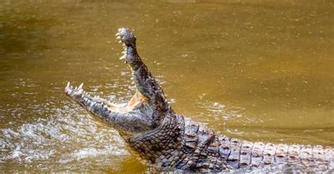 Crocodile Sex Frenzy Triggered By Chinook Helicopters That Sound Like Mating Big World Tale