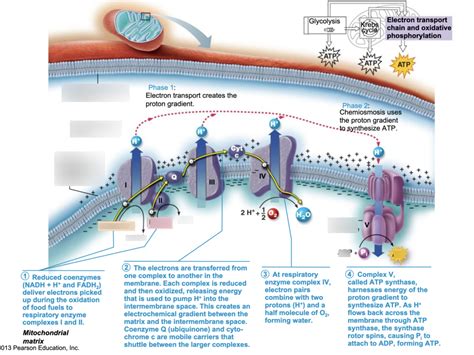 Lab Exam 3 BIO 205 Pt 9 Diagram Quizlet