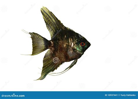 Pterophyllum stock image. Image of female, fish, aquarium - 10937441