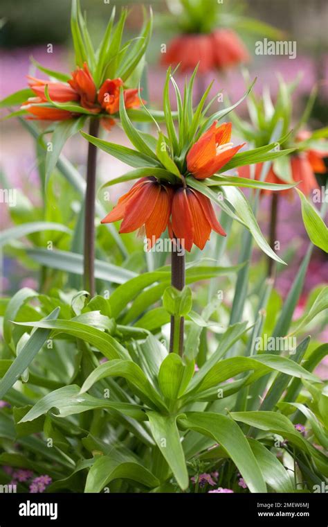 Fritillaria Imperialis Rubra Stock Photo Alamy