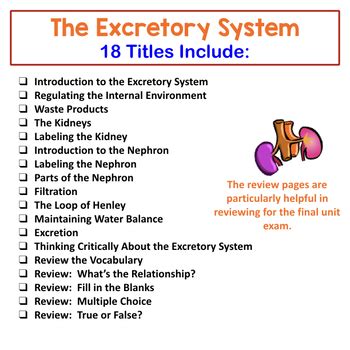 Excretory System Bell Ringers Human Body Warm Ups By Amy Brown Science