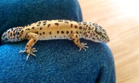 My leopard gecko - lizards Photo (34240003) - Fanpop - Page 7