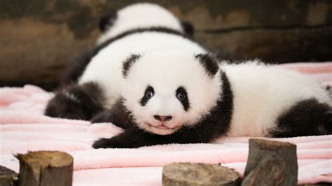 Lindos Cachorros De Panda Gigante Toman El Sol Cgtn En Espa Ol