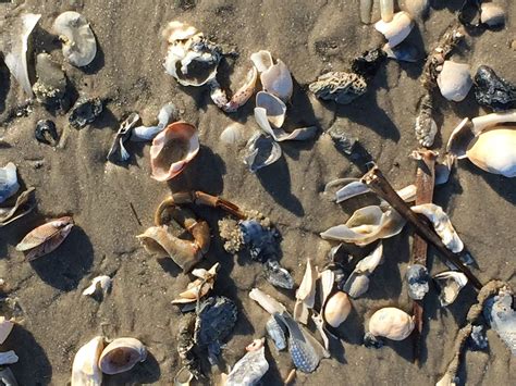 Shells On Assateague Island Chincoteague National Wildlife Refuge Va