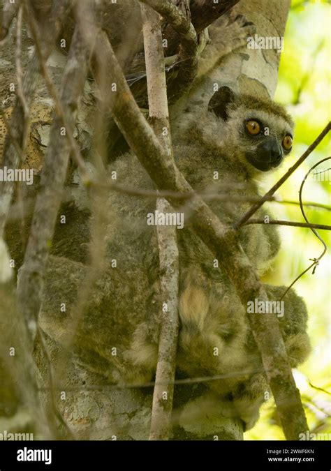 Western Woolly Lemur Avahi Occidentalis Ankarafantsika National Park