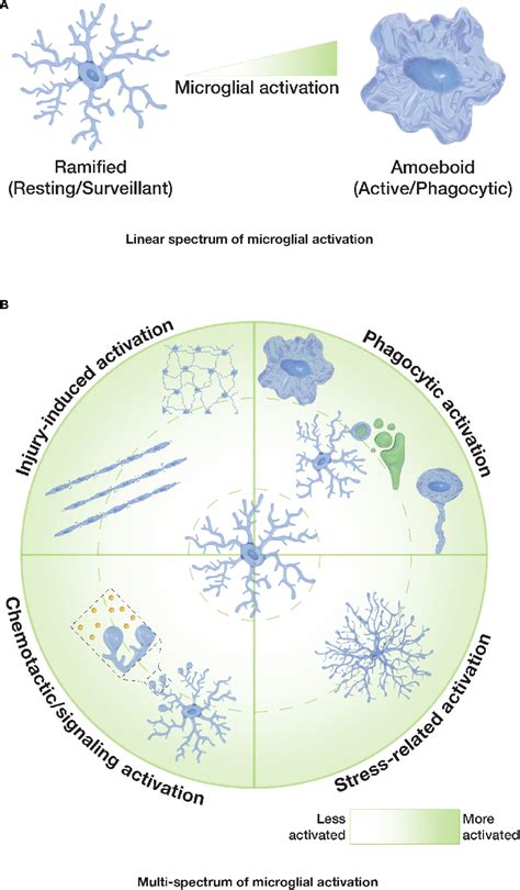 Figure 2 From Microglia Morphophysiological Diversity And Its