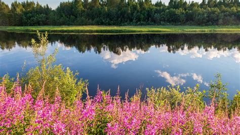 Wallpaper Flowers Grass River Reflection Nature Hd Picture Image