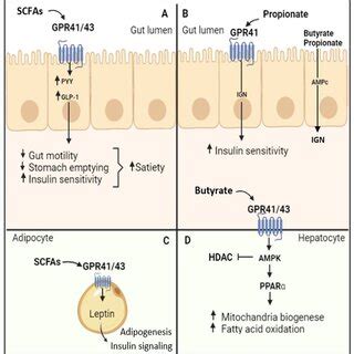 Intestinal Microbiota Producing Scfas Through Different Routes Source