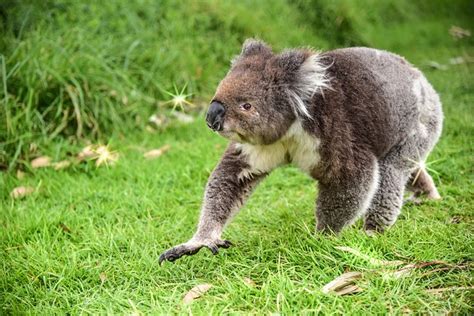 Free photo: Bear, Koala, Animal, Australia - Free Image on Pixabay ...