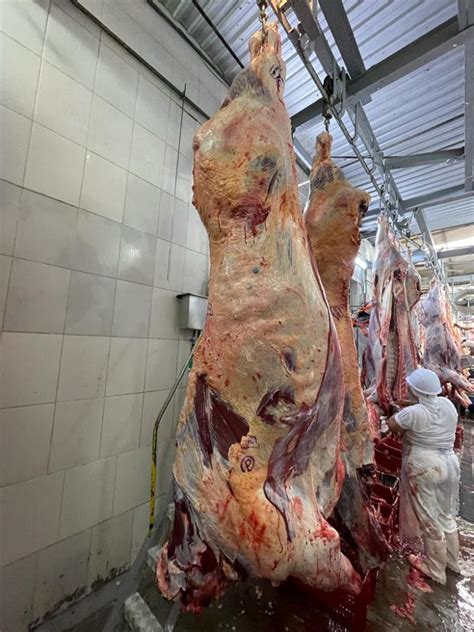 PECUÁRIA CEPEA Produção brasileira de carne bovina bate recorde em 2023