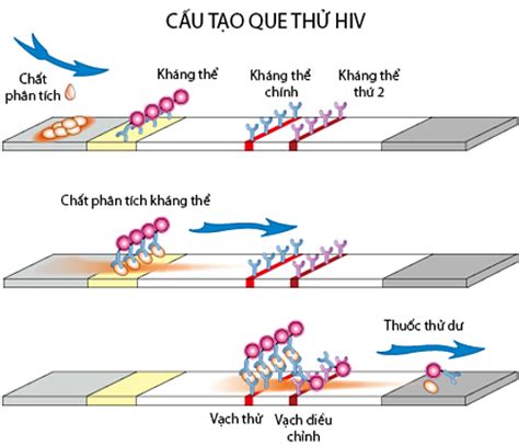 Que test HIV hoạt động như thế nào Báo Quảng Ninh điện tử