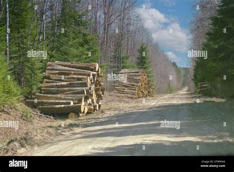 Stacked Cut Logs Piled High Awaiting Trip To Pulp Paper Mill In The