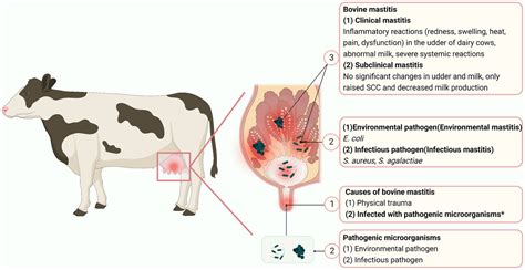 Frontiers Alternatives To Antibiotics For Treatment Of Mastitis In