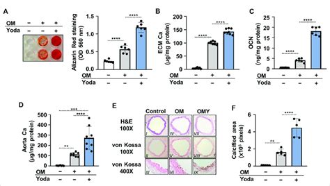 Activation Of Piezo By Yoda Increases Pi Mediated Osteogenic