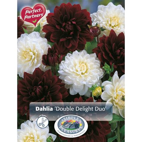 Simple Dahlia Double Delight Duo Coolings Garden Centre