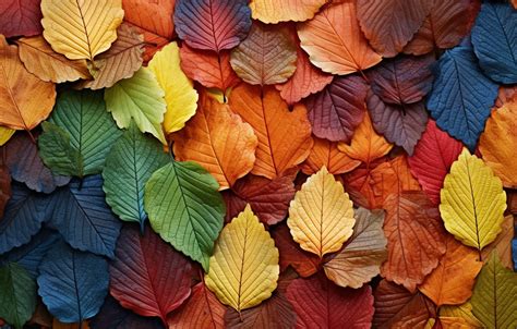 Wallpaper Autumn Leaves Background Texture Colorful Autumn Leaves