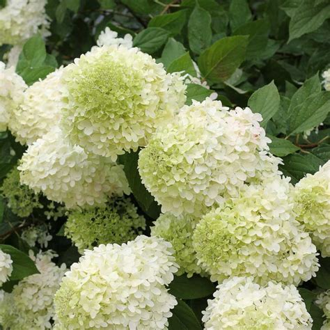 Hydrangeas The Ultimate Guide To Buying Online Comotudoqueesimples