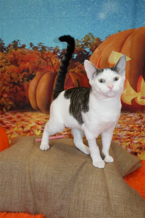 Cat Adoptions – Atlanta Animal Rescue Friends (AARF)