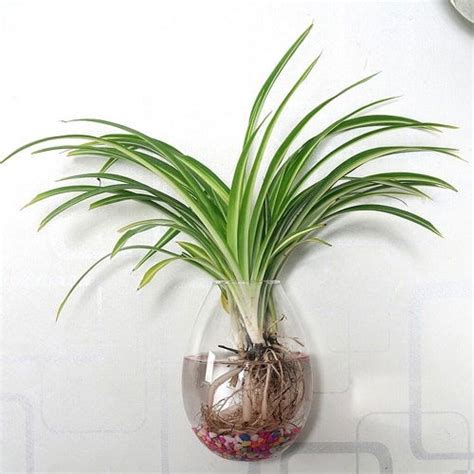 Growing Spider Plants In Water How To Grow Spider Plant In Water