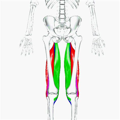 Hamstring Wiktionary The Free Dictionary