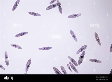 Paramecium Hi Res Stock Photography And Images Alamy