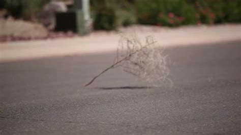 Tumbleweed Stock Footage Video | Shutterstock