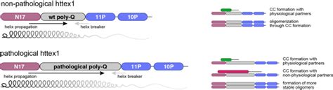 Scheme Illustrating The Structural Influences Within Non Pathogenic And Download Scientific