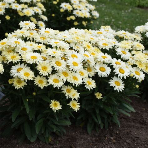 Top 20 Best-Selling Proven Winners Perennials | Proven Winners